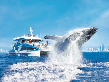 Whale breaching in front of the Seaworld Whale Watching Cruise