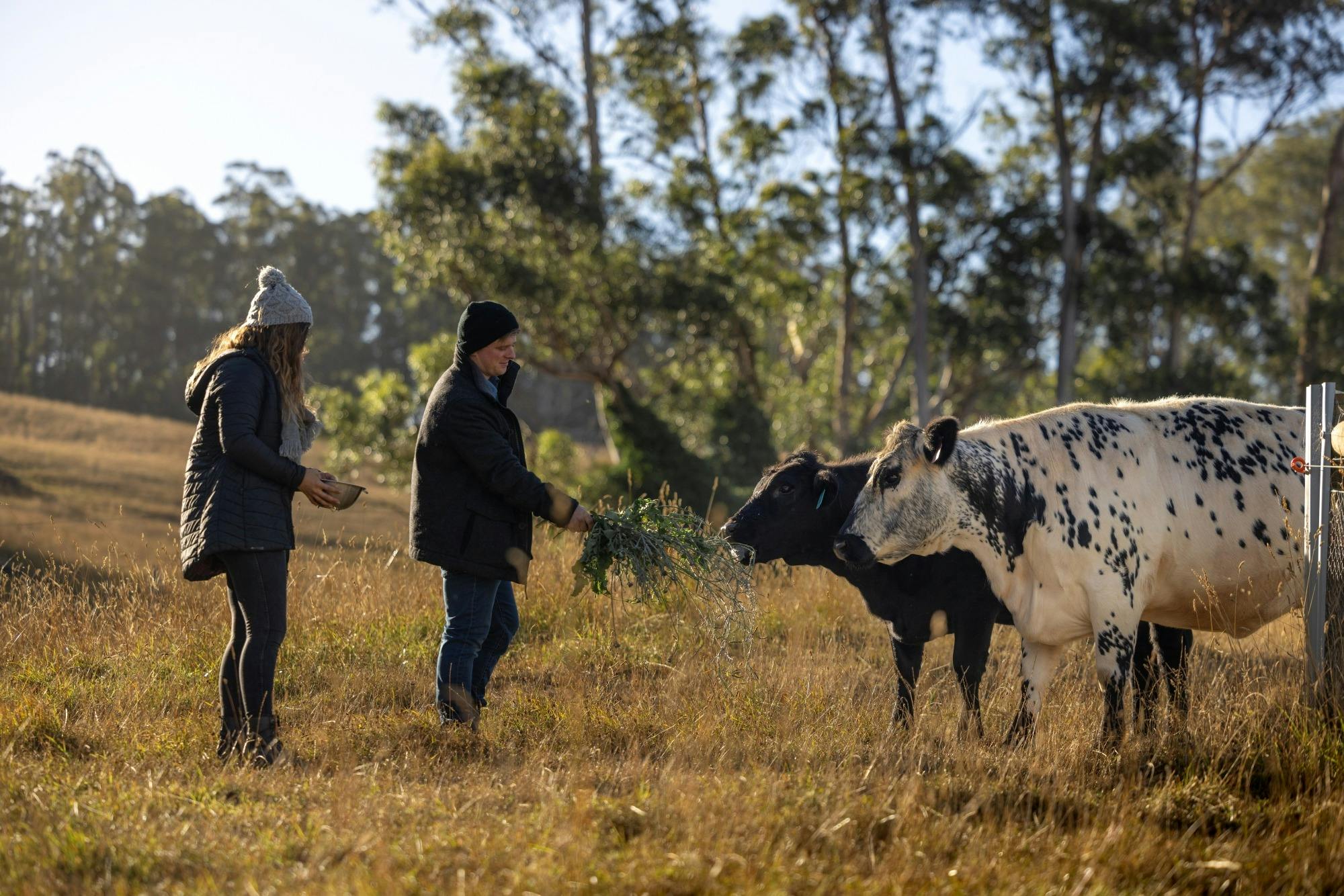 Picture of people feeding cow and calf