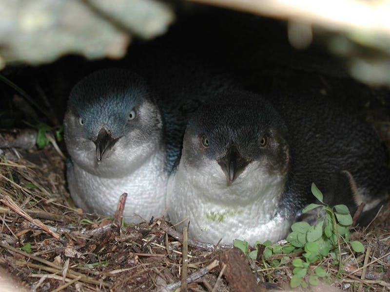 Breeding pair of penguins under rock