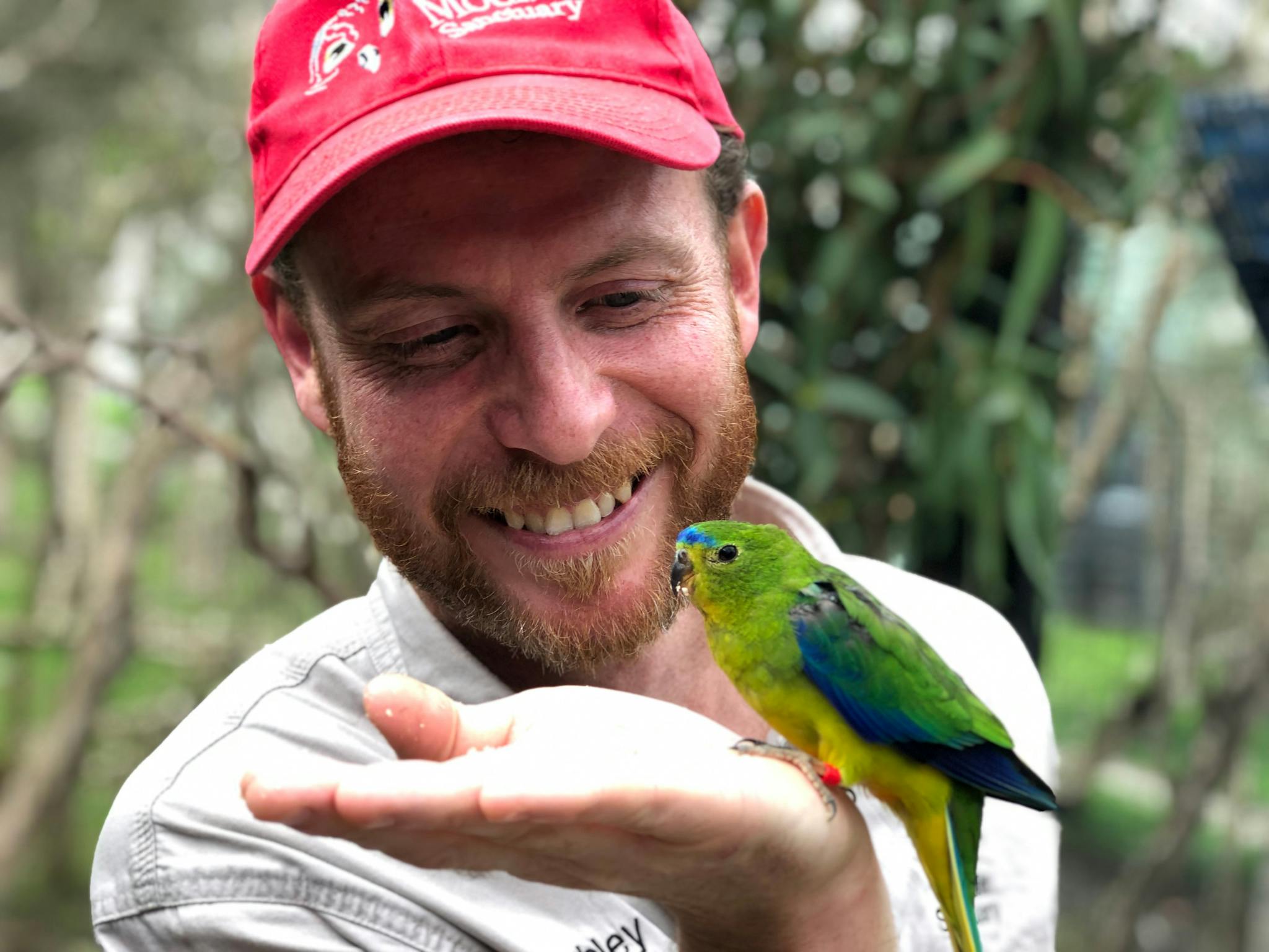A zookeeper wearing a red cap, has an orange-bellied parrot perched on his hand