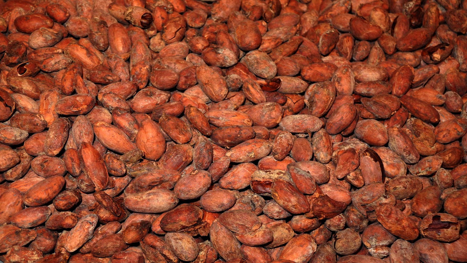 Charley's Chocolate Tour