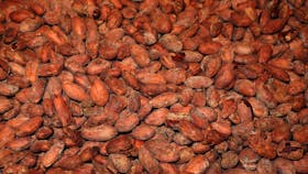 Dry Cocoa Beans