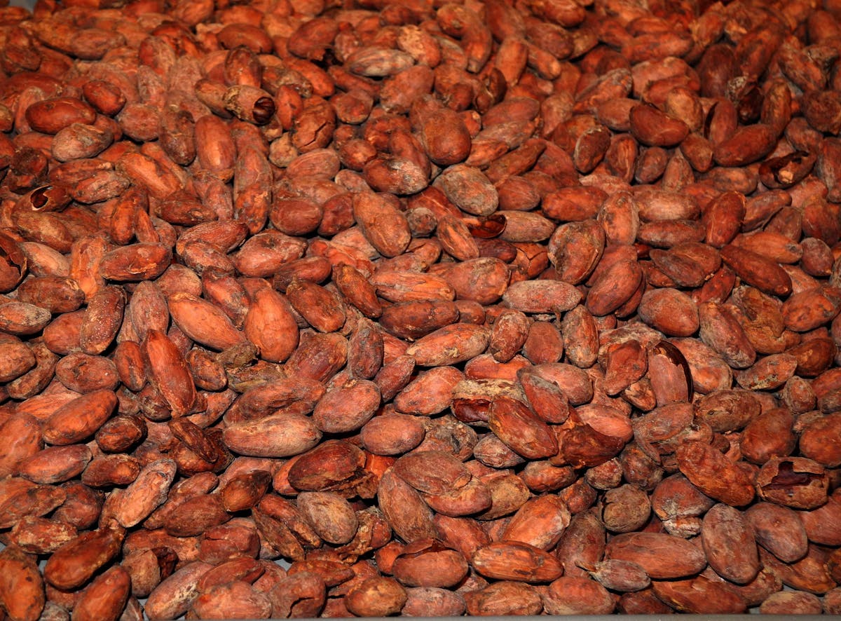 Dry Cocoa Beans