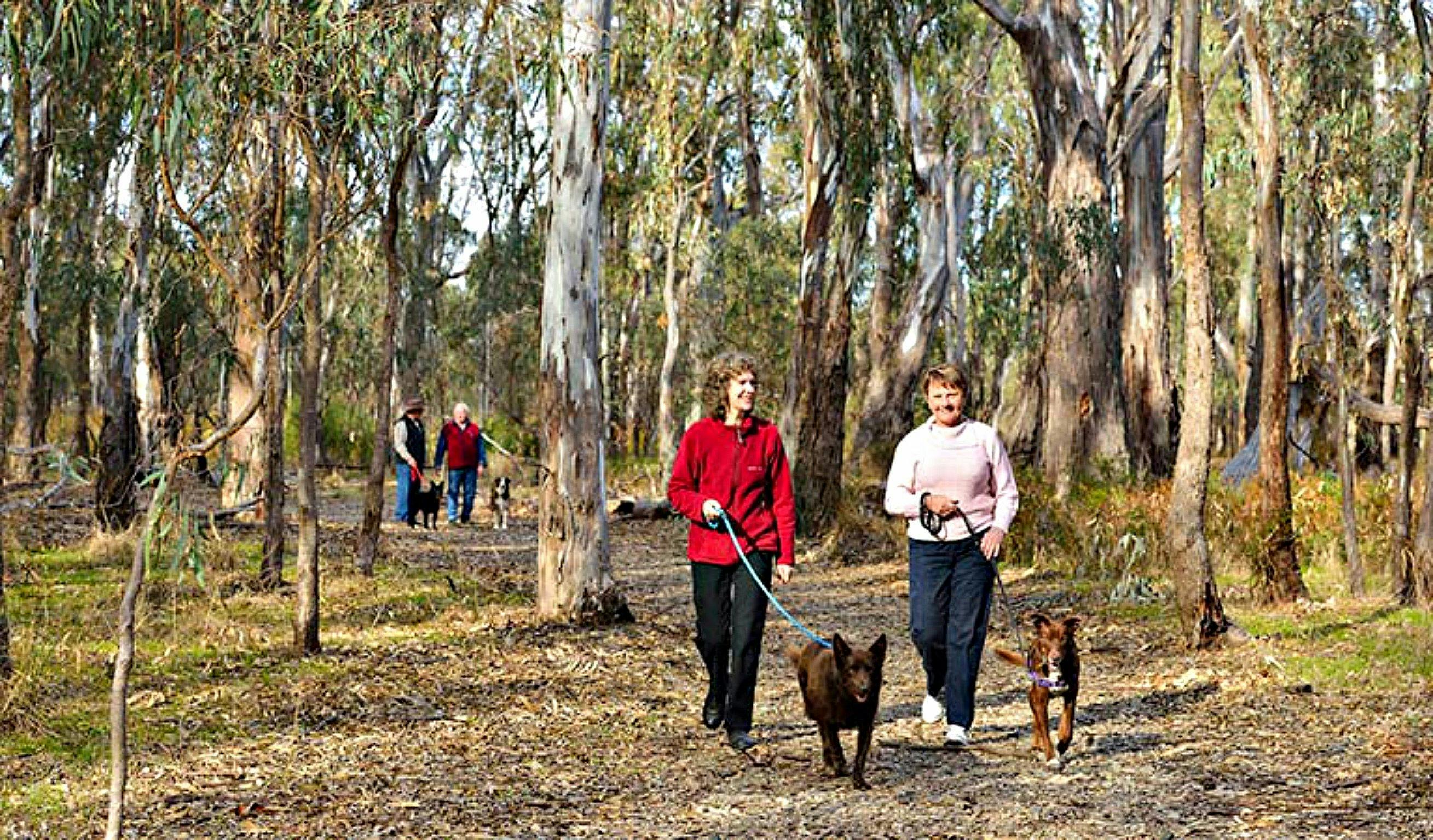 Gulpa Creek walk, Murray Valley National Park. Photo: Gavin Hansford