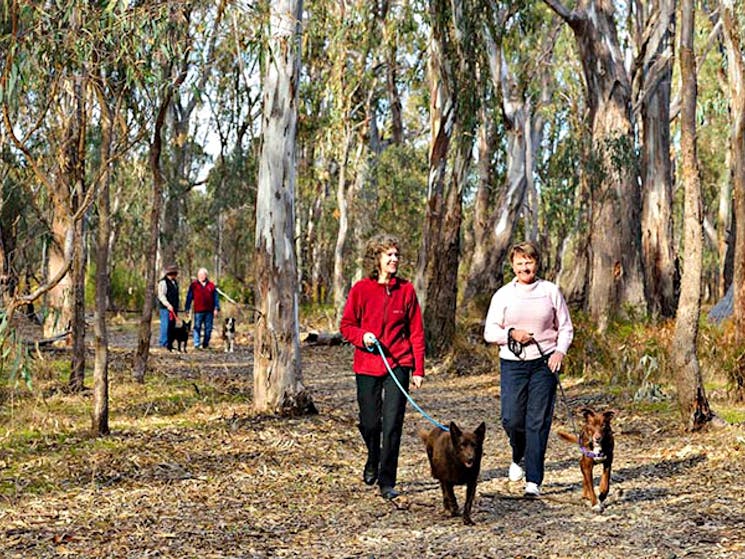 Gulpa Creek walk, Murray Valley National Park. Photo: Gavin Hansford