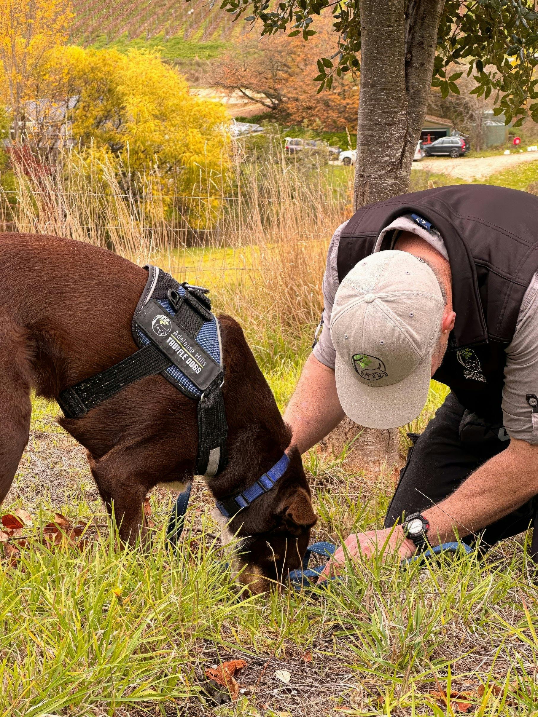 Hunting for truffles