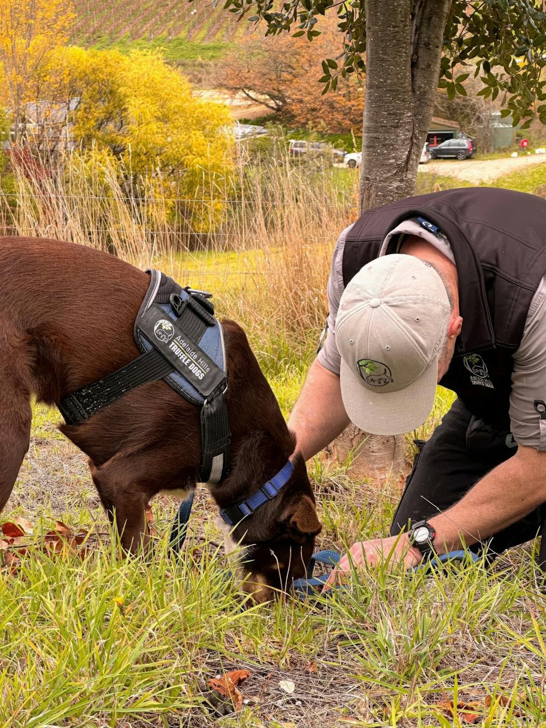 Gourmet Truffle Hunting Experience Adelaide, Tour Service Sou...