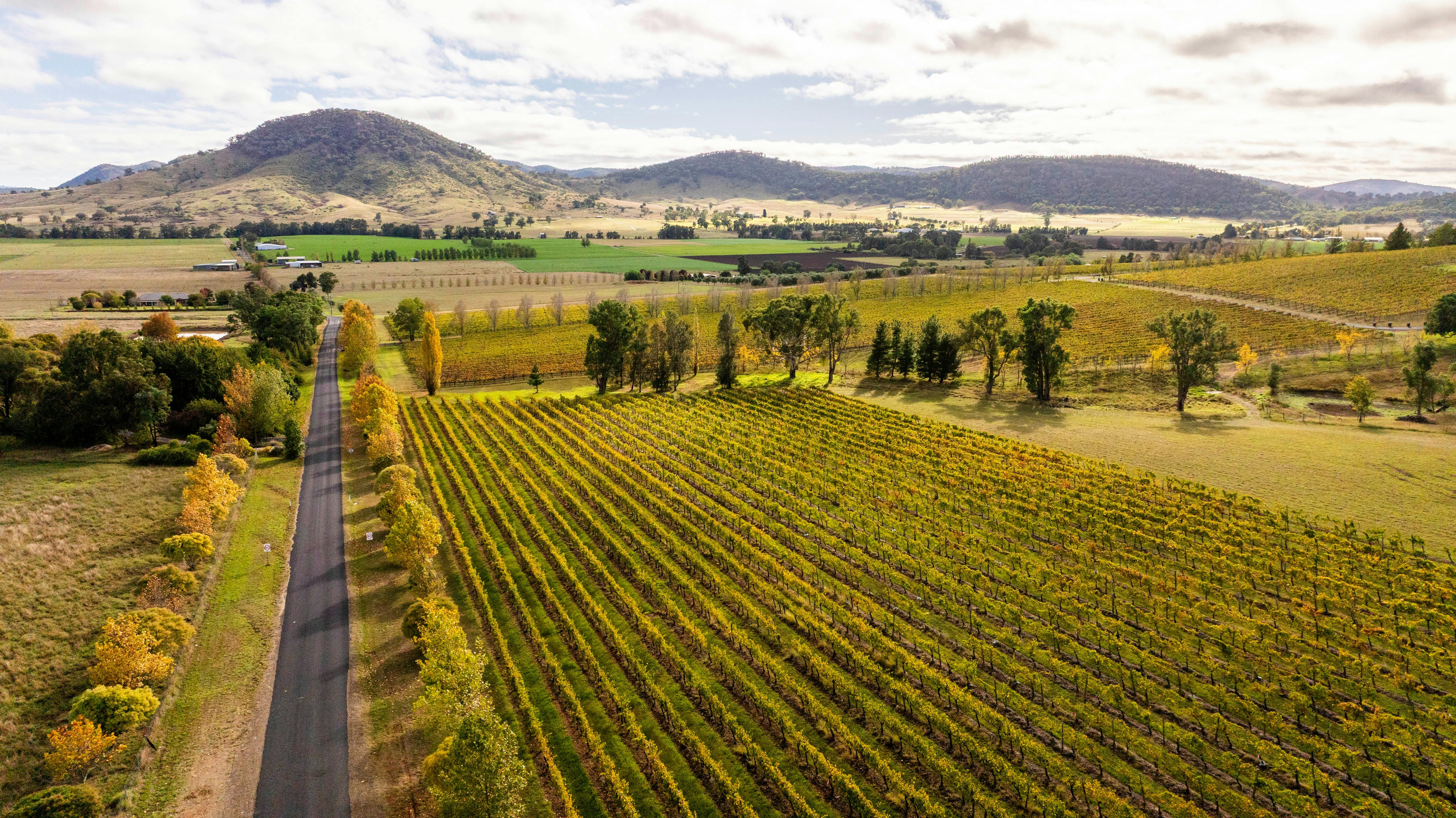 Rows of Prosecco vines