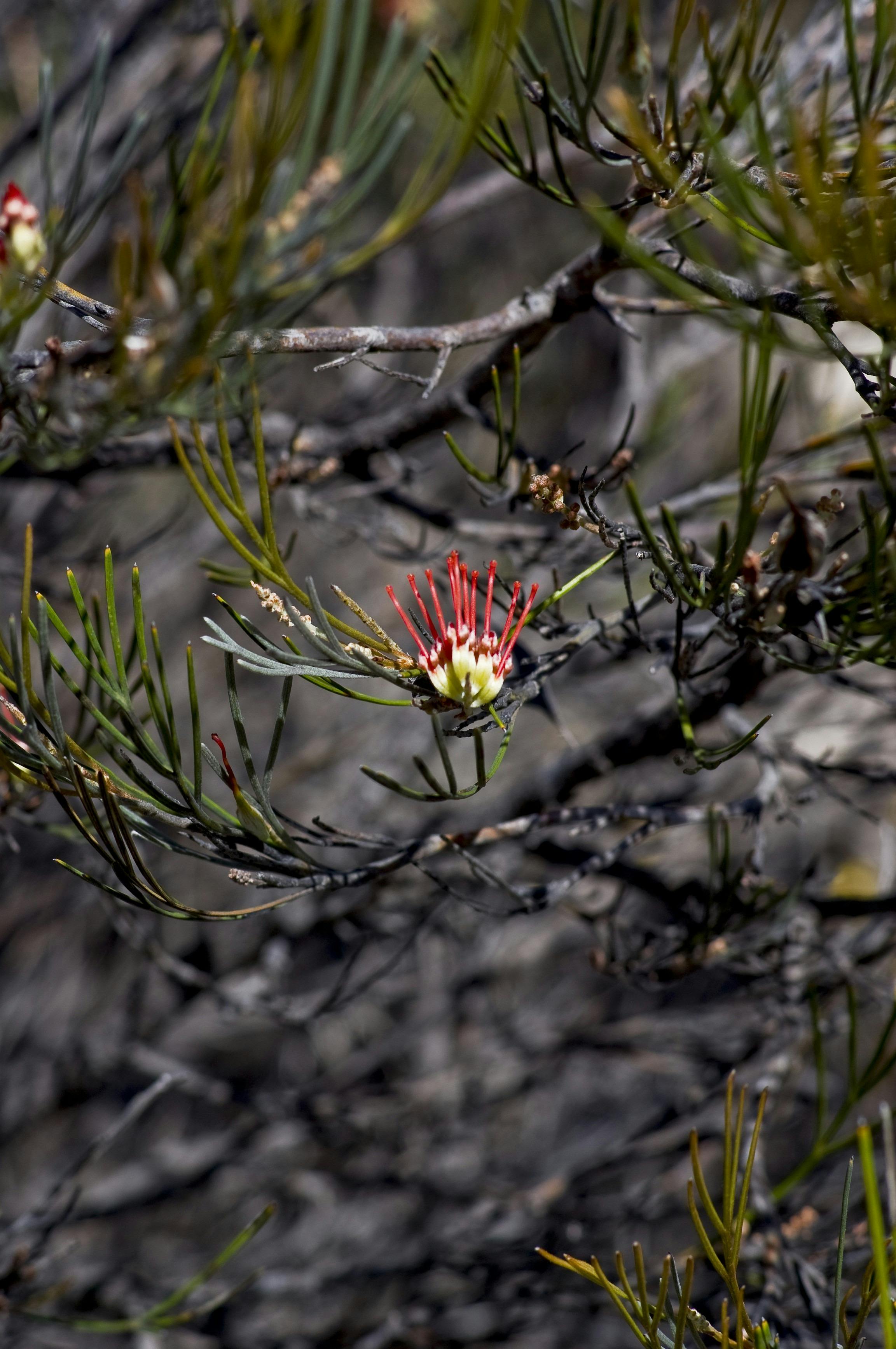 Wave Rock Wildflower Trail, Hyden, Western Australia