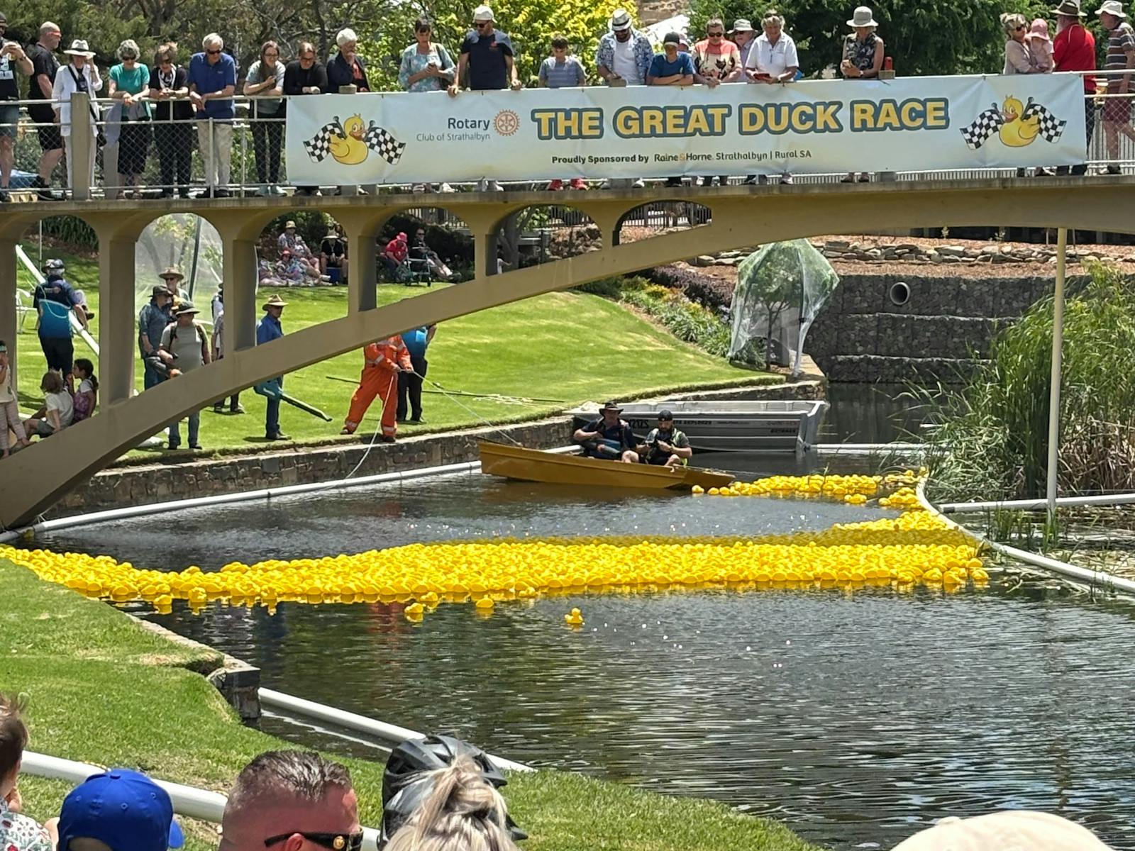 Image for Strathalbyn Rotary Duck Race