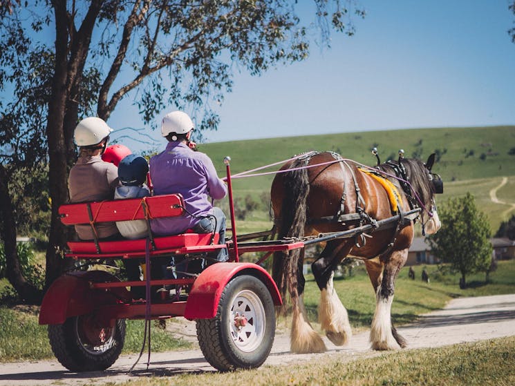 Sulky rides behind a Clydesdale Horse