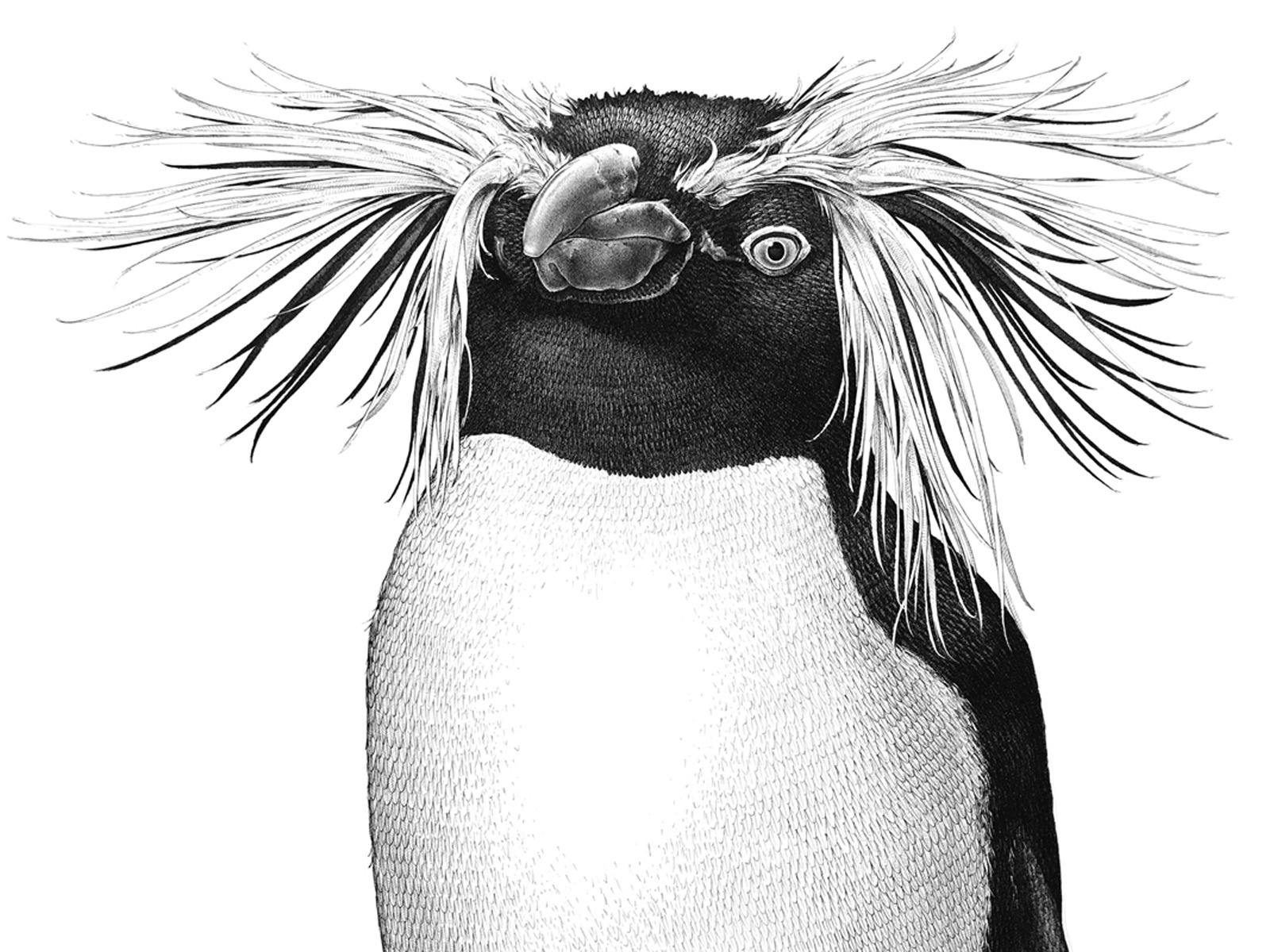 Rockhopper Penguin, pen & ink artwork.