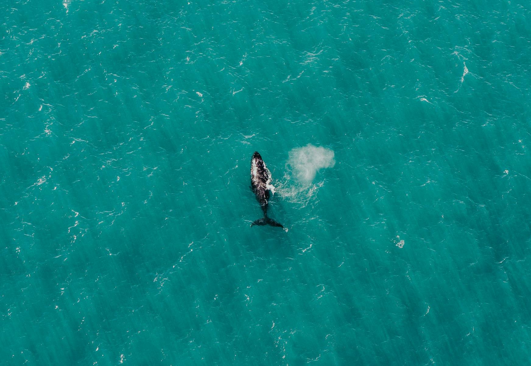 Whales from above, Margaret River
