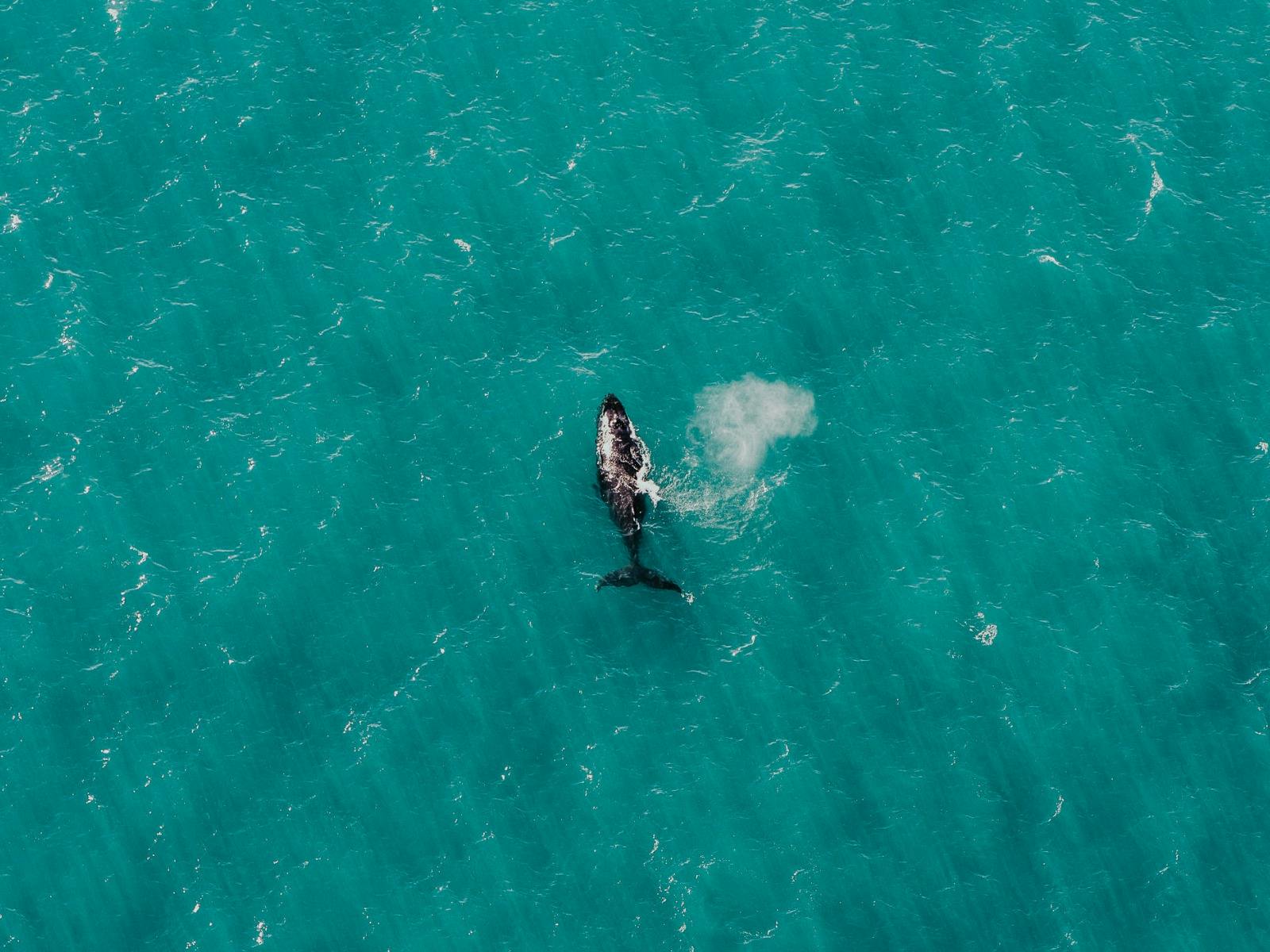Whales from above, Margaret River