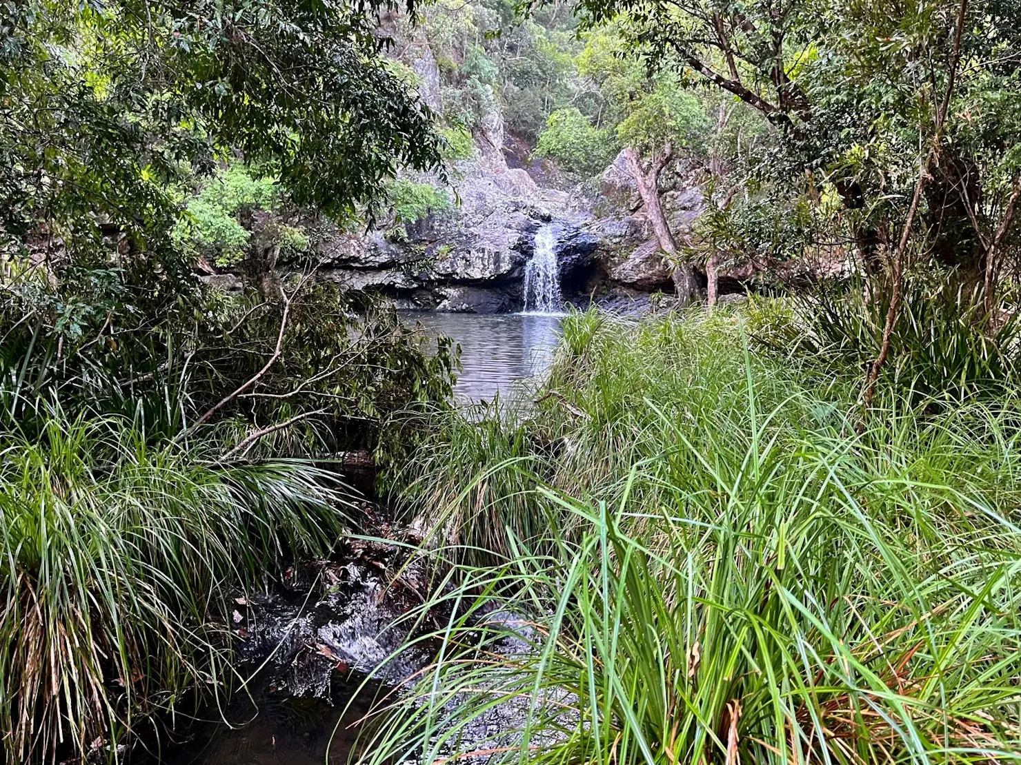 Rainforest Walk Maleny