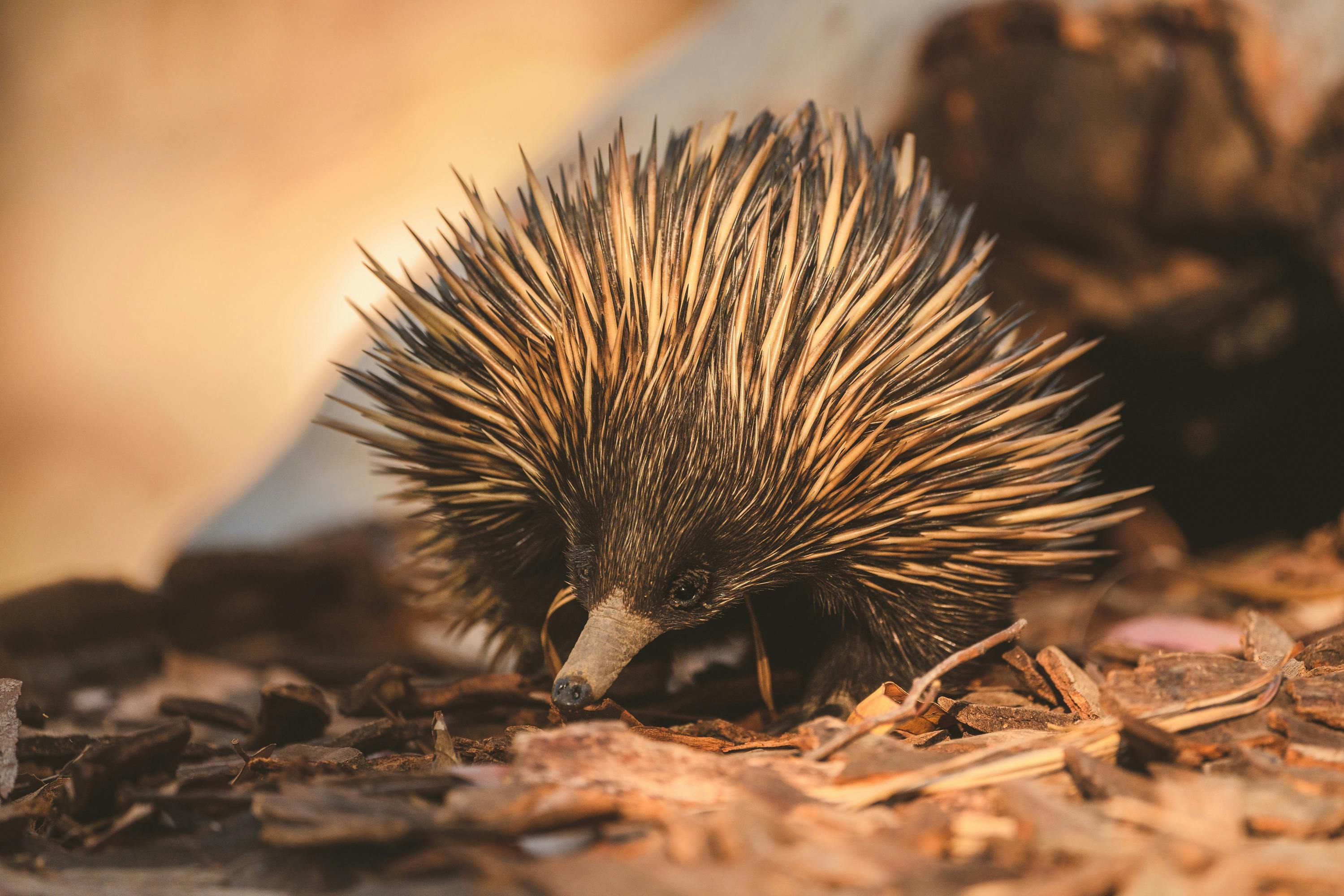 A close-up view of an echidna foraging for ants and termites in afternoon light at Carnarvon Gorge.