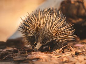 A close-up view of an echidna foraging for ants and termites in afternoon light at Carnarvon Gorge.