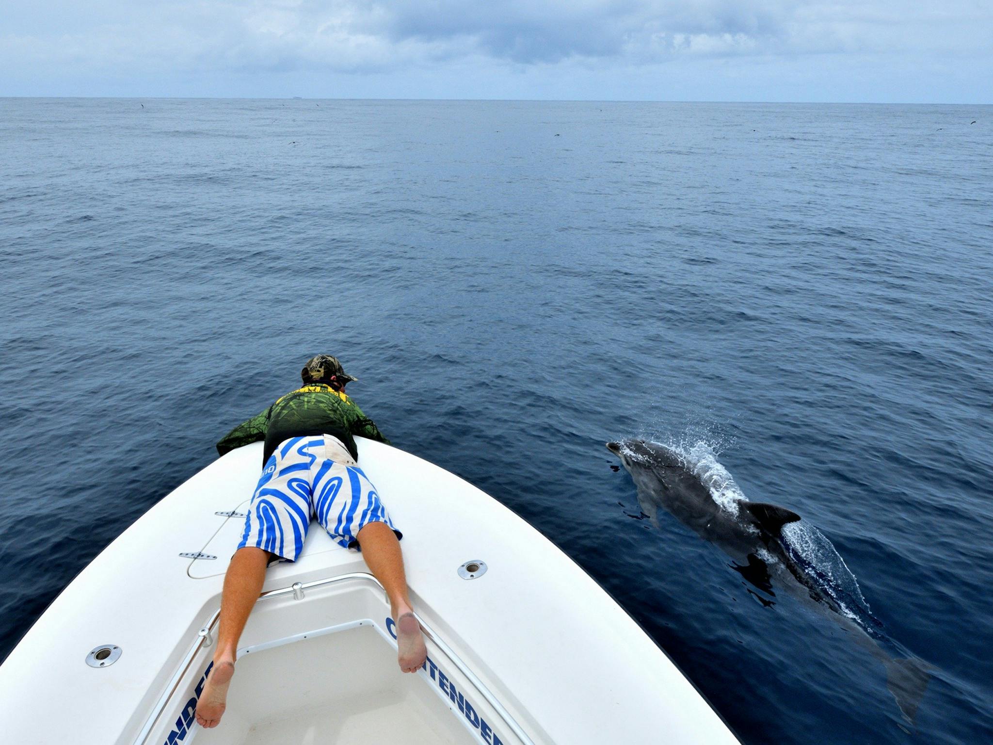 Fishing South West Rocks Dolphins