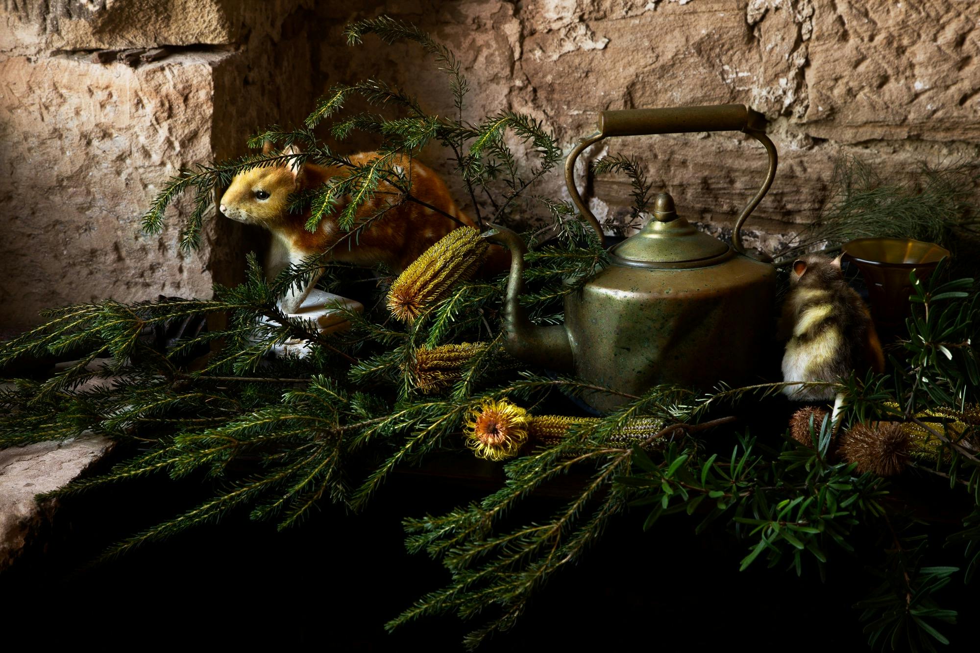 A quoll looks wistfully out towards the light besides a copper kettle amongst native banksia flowers