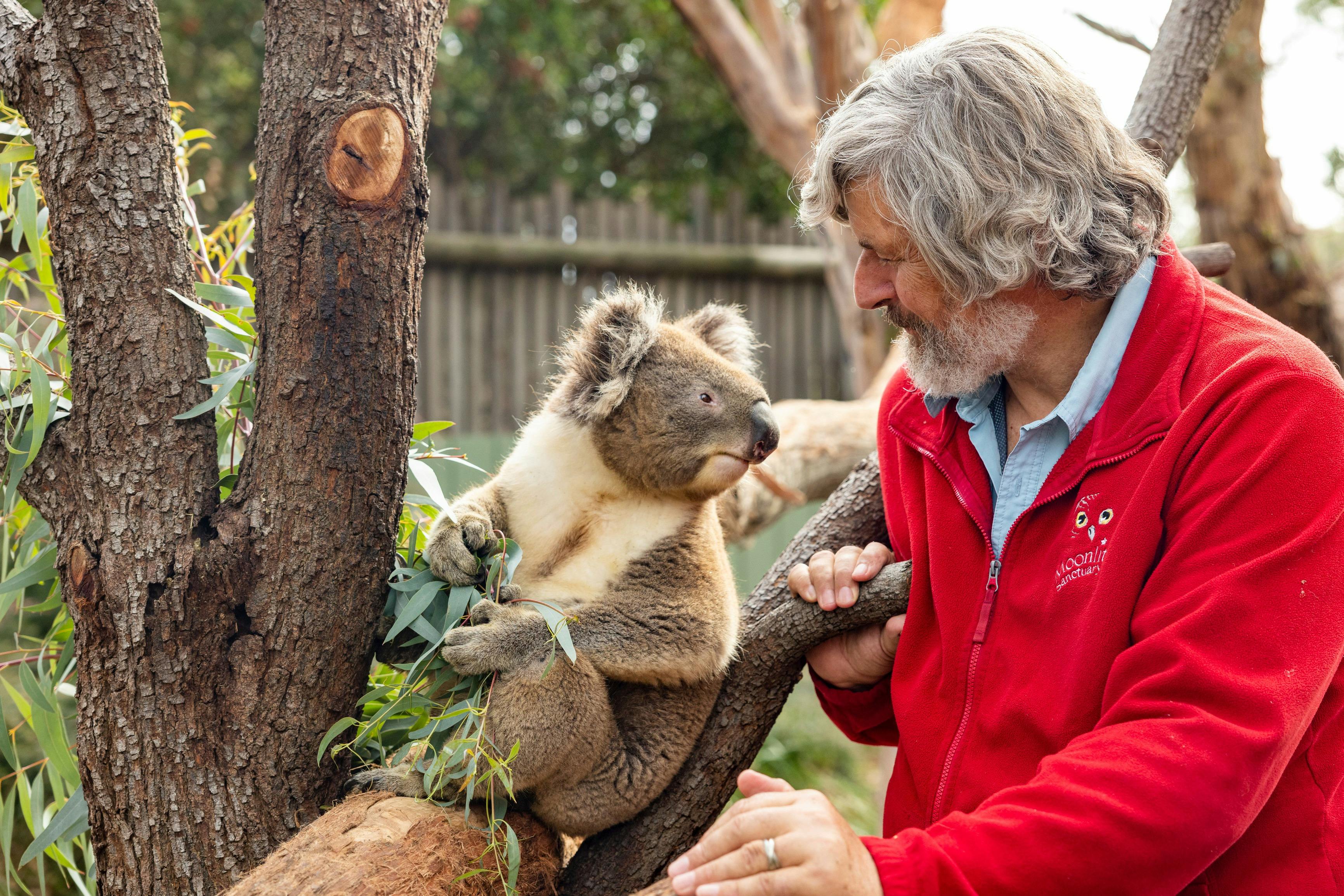 Koala Encounter
