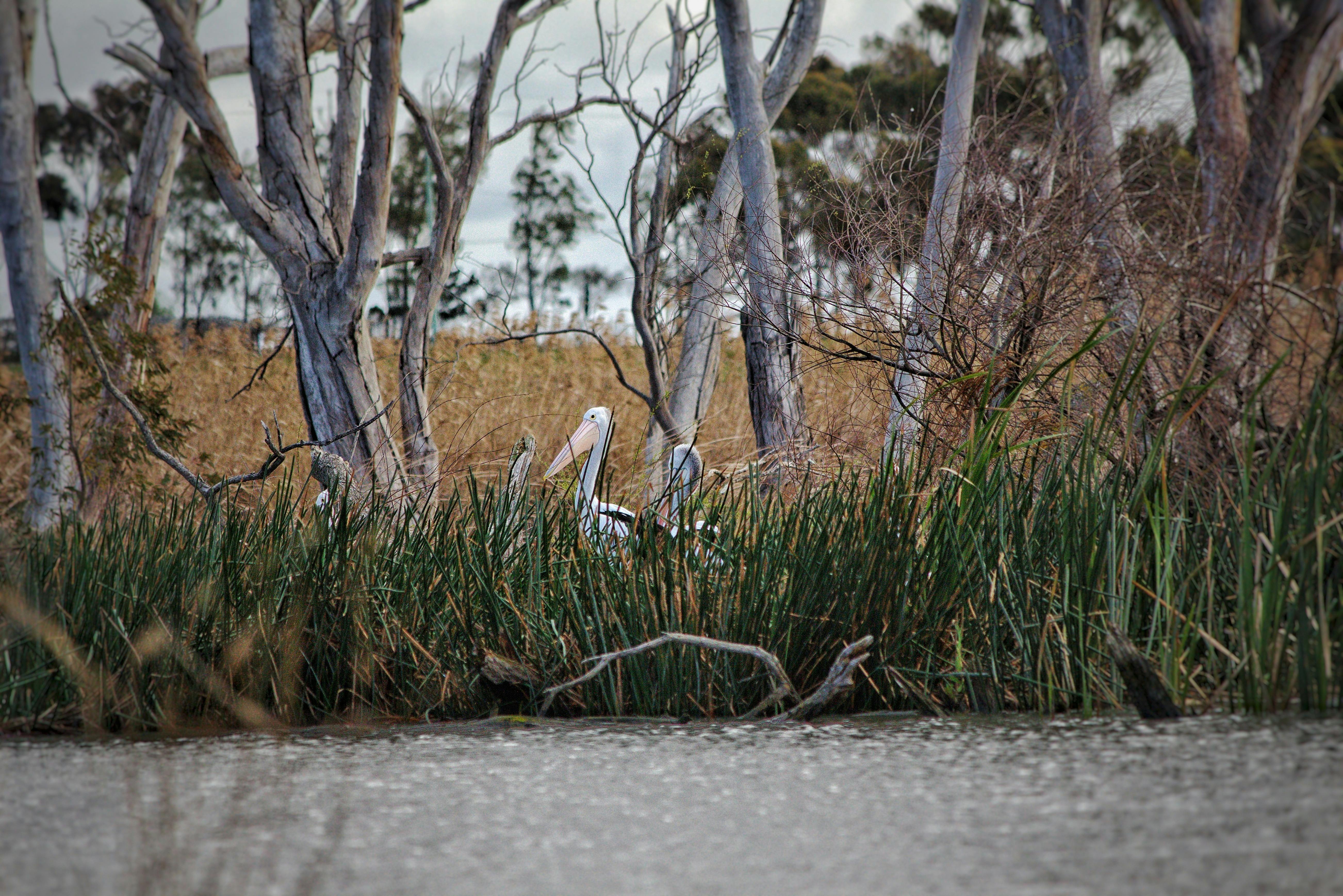 Pelican in the reeds