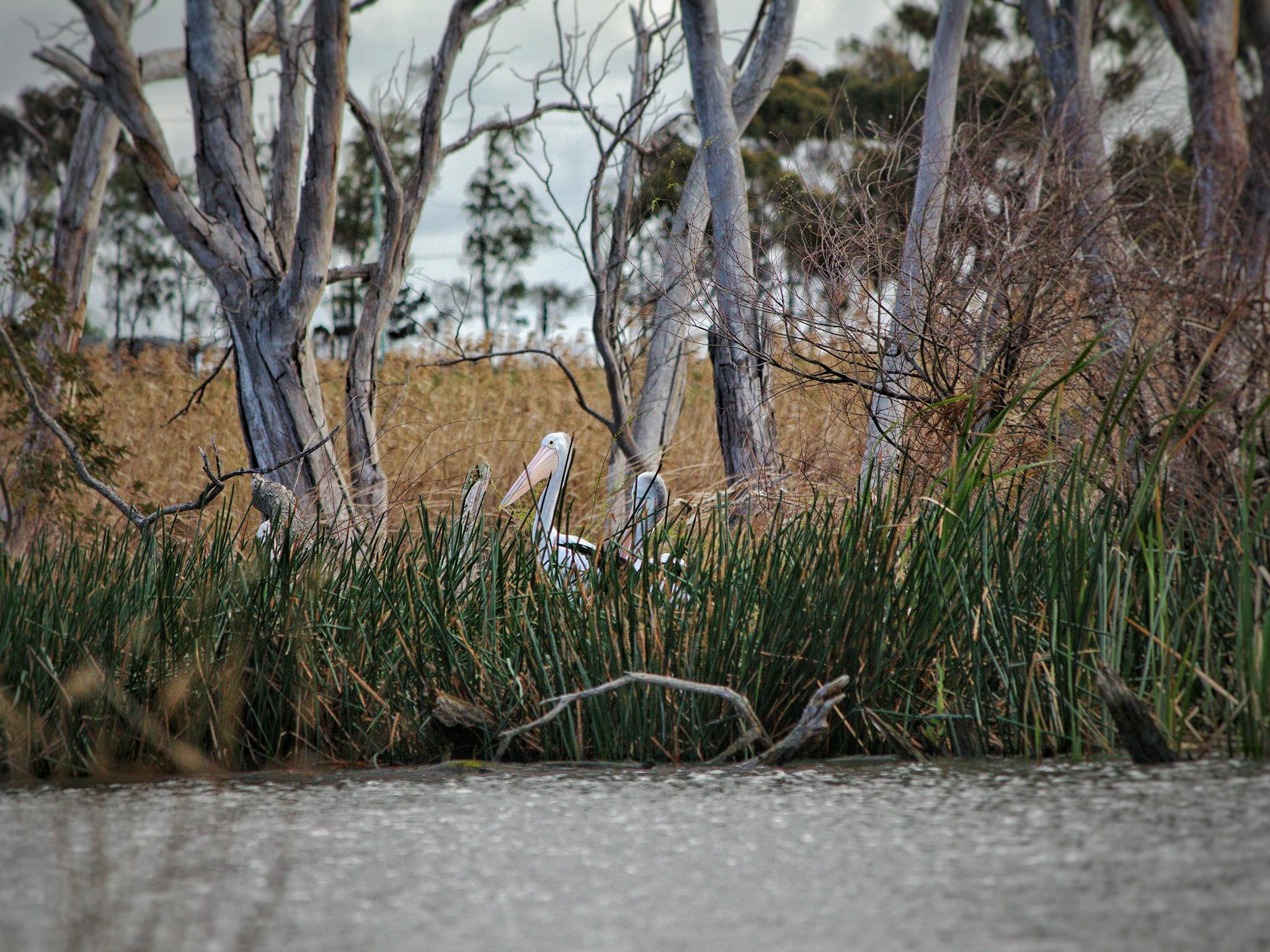 Pelican in the reeds