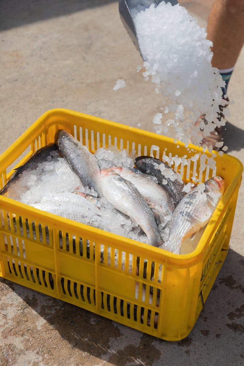 Fresh Straddie Beach Mullet