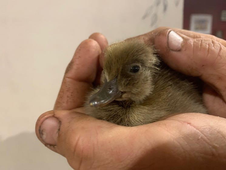 Duckling at the Davis Farm