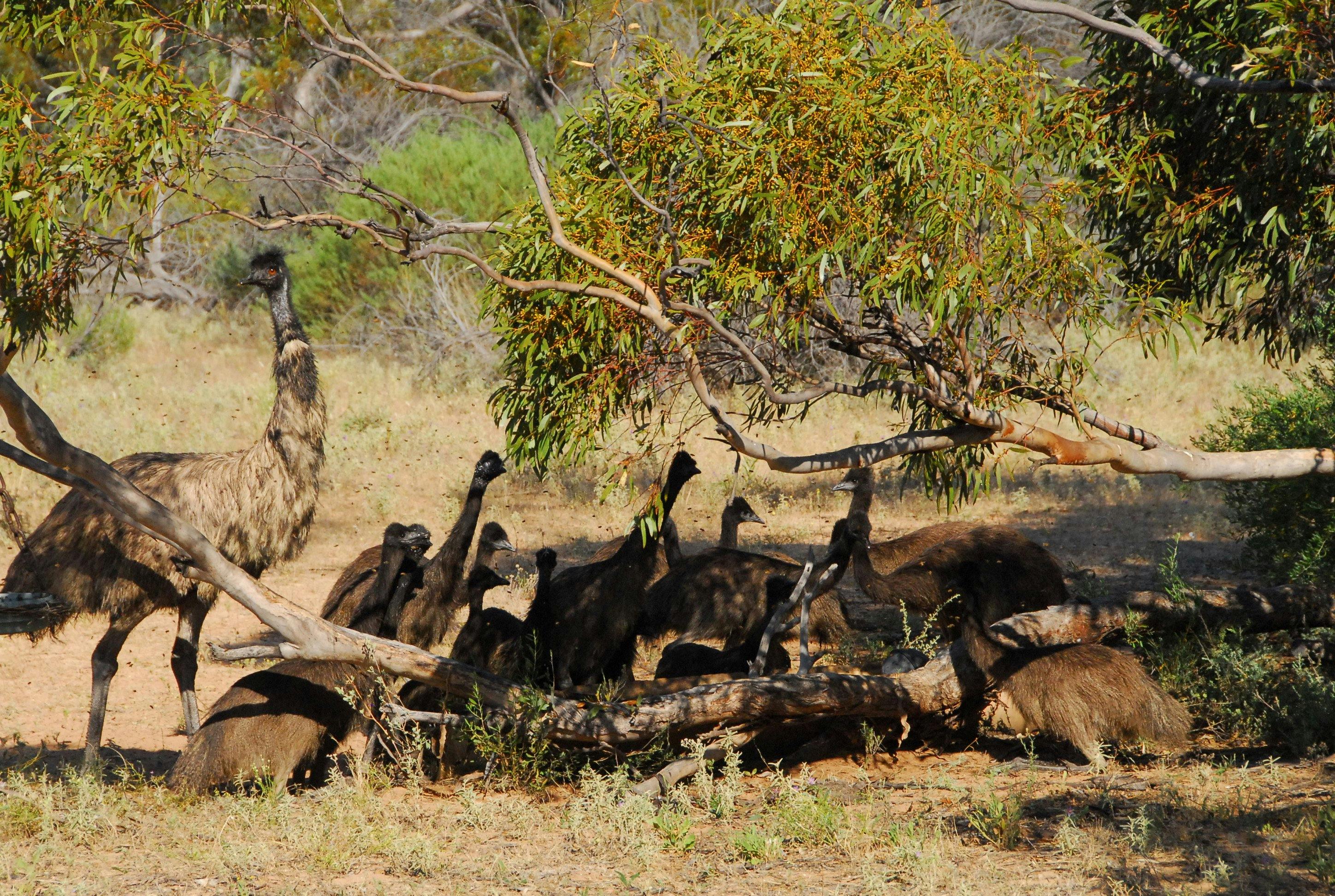 Nature  is living normally with Kangaluna Camp