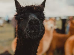 The gorgeous face of Black Orchid the alpaca