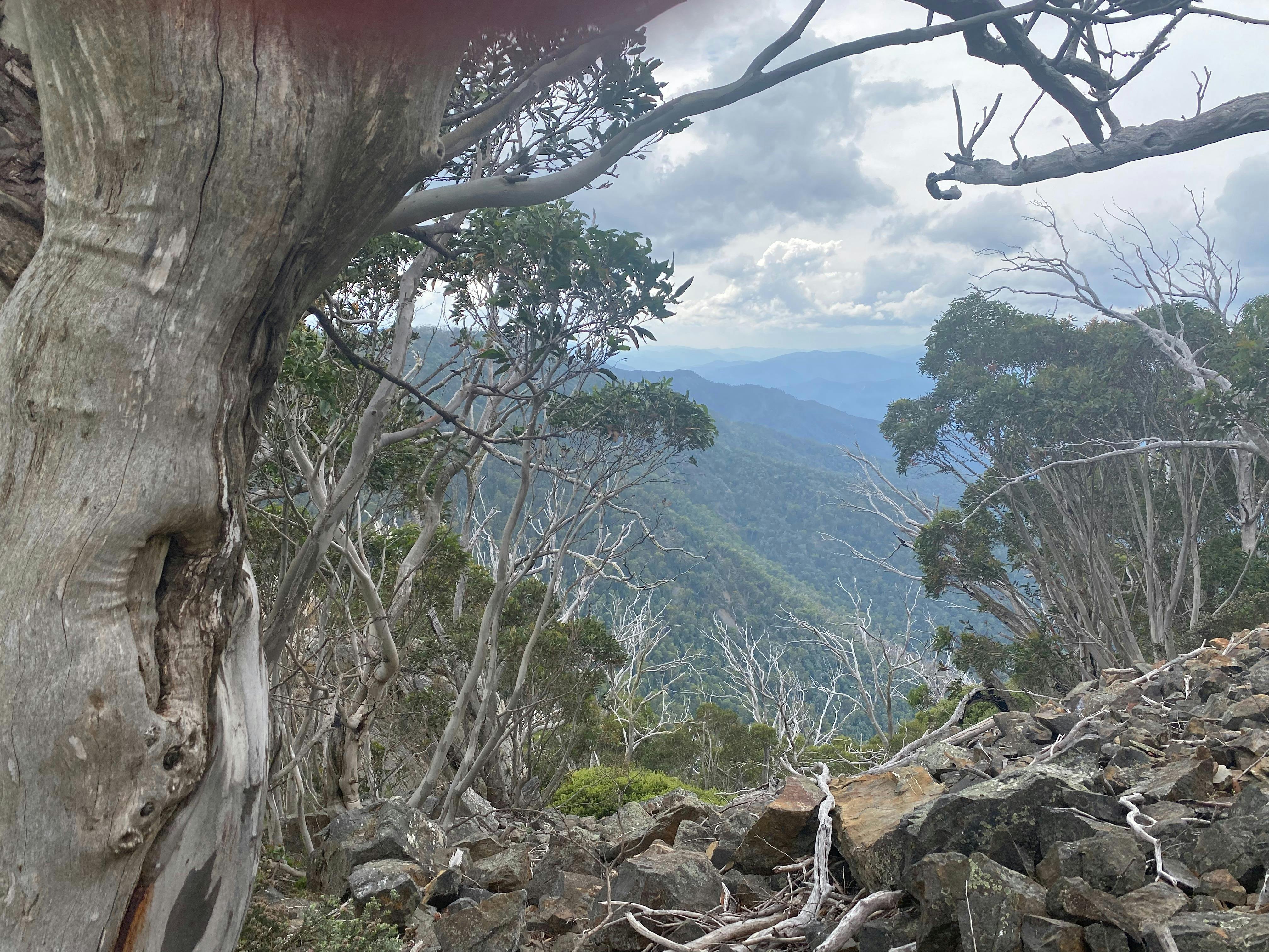 Dingo Trax at Milowera, VIC