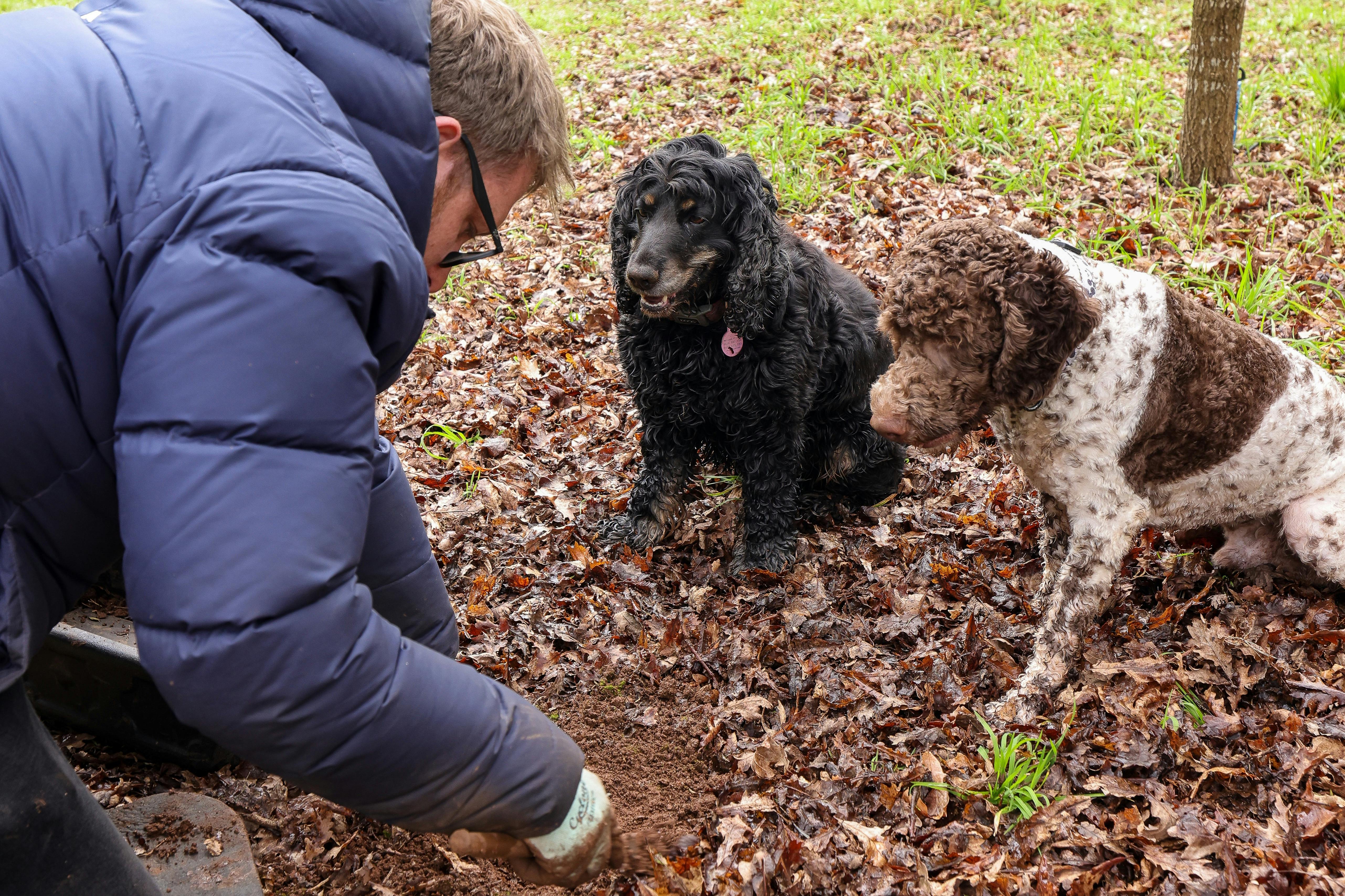 Summer Truffle Hunts at Black Cat Truffles