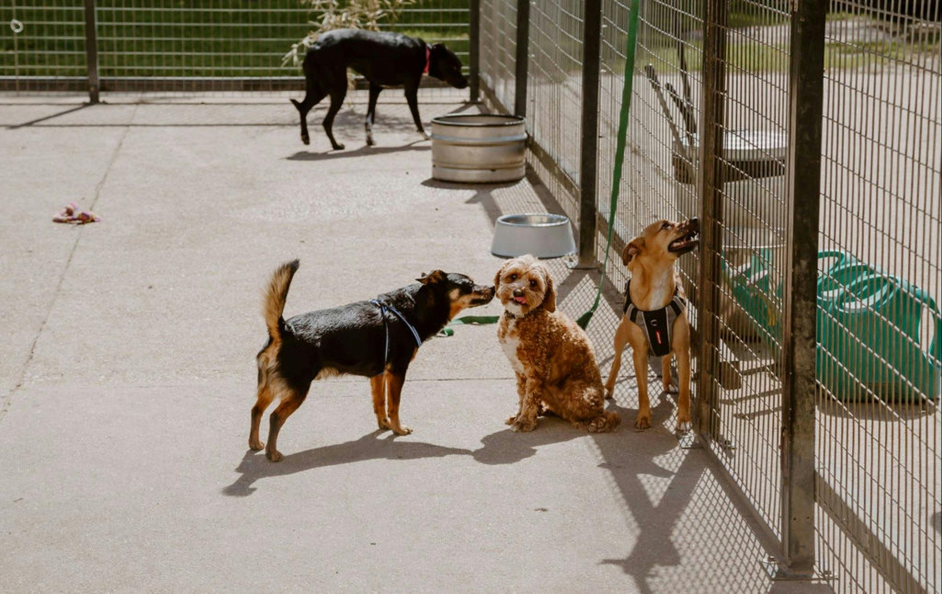Dogs playing