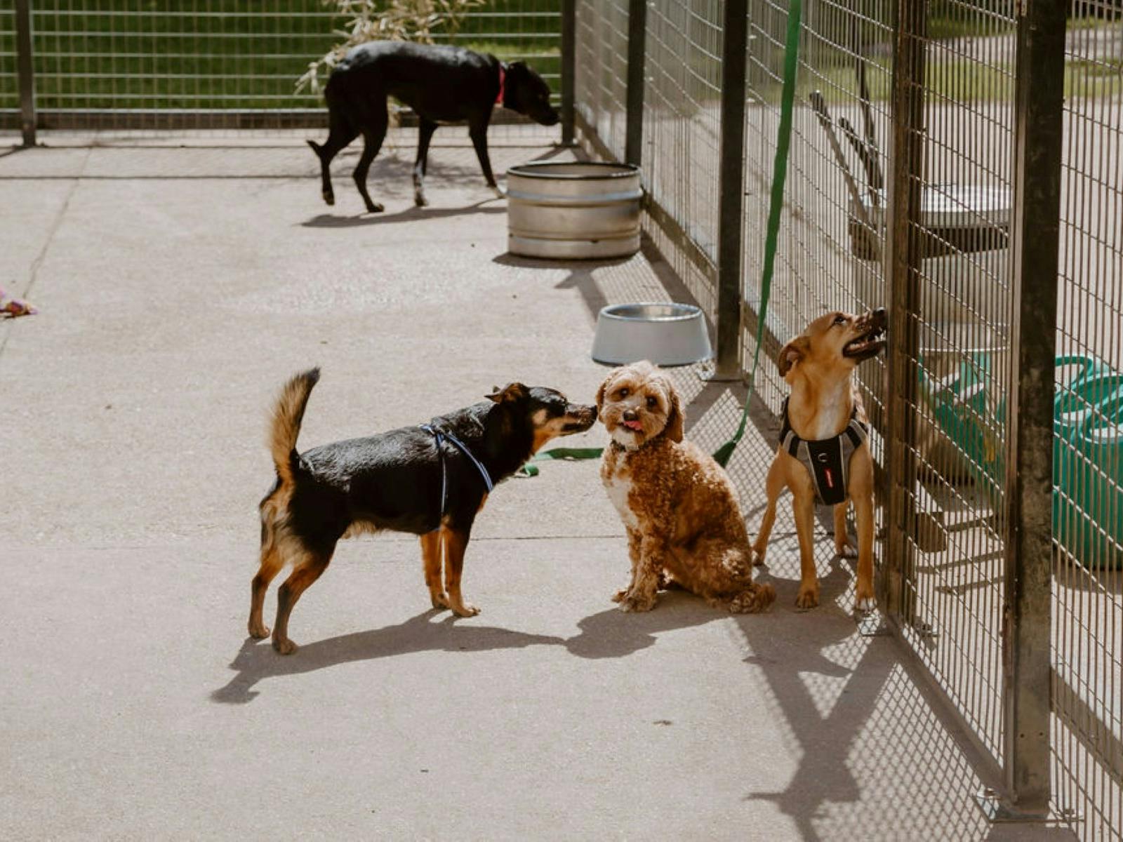 Dogs playing
