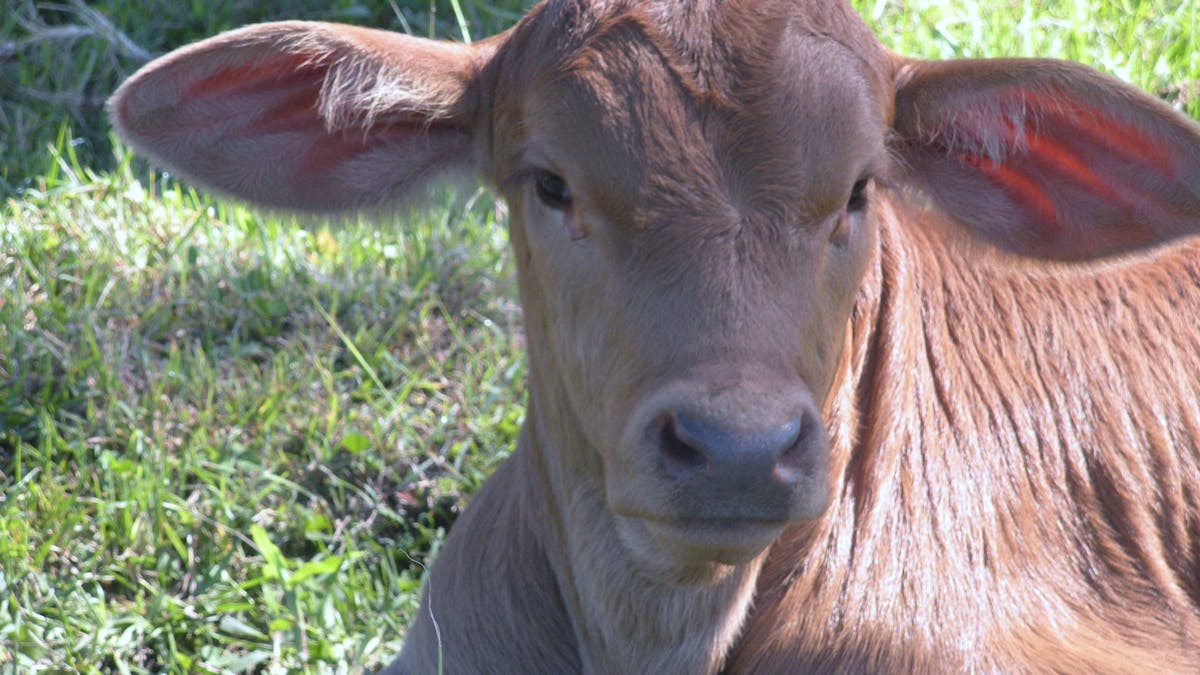 Imbil Bridge Farm Droughtmaster