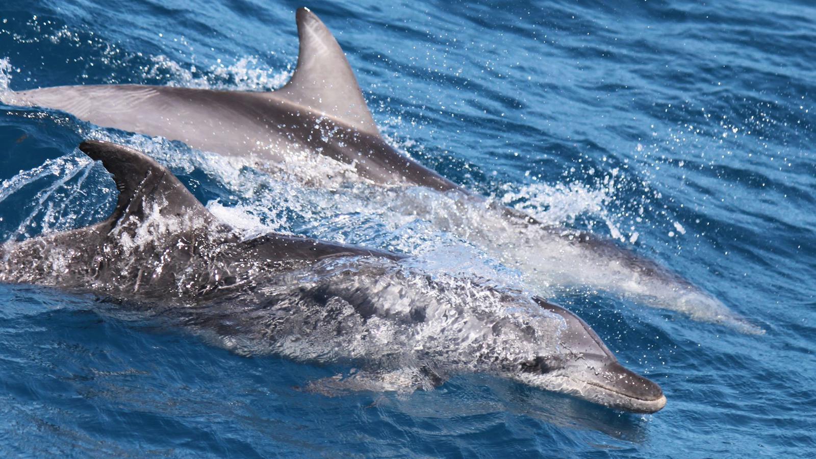 dolphins playing