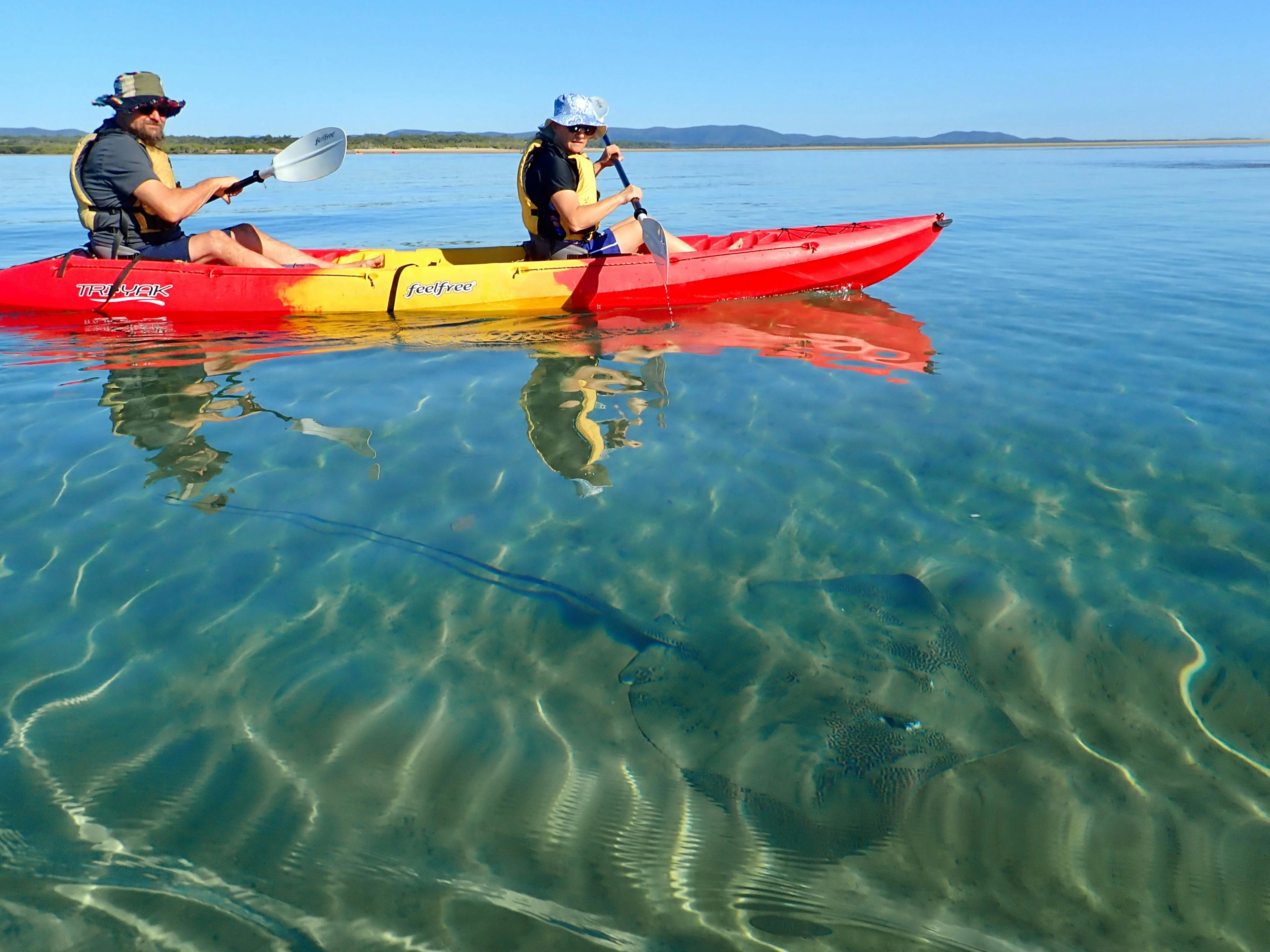 A stingray on shallow water and two people in a kayak watching it