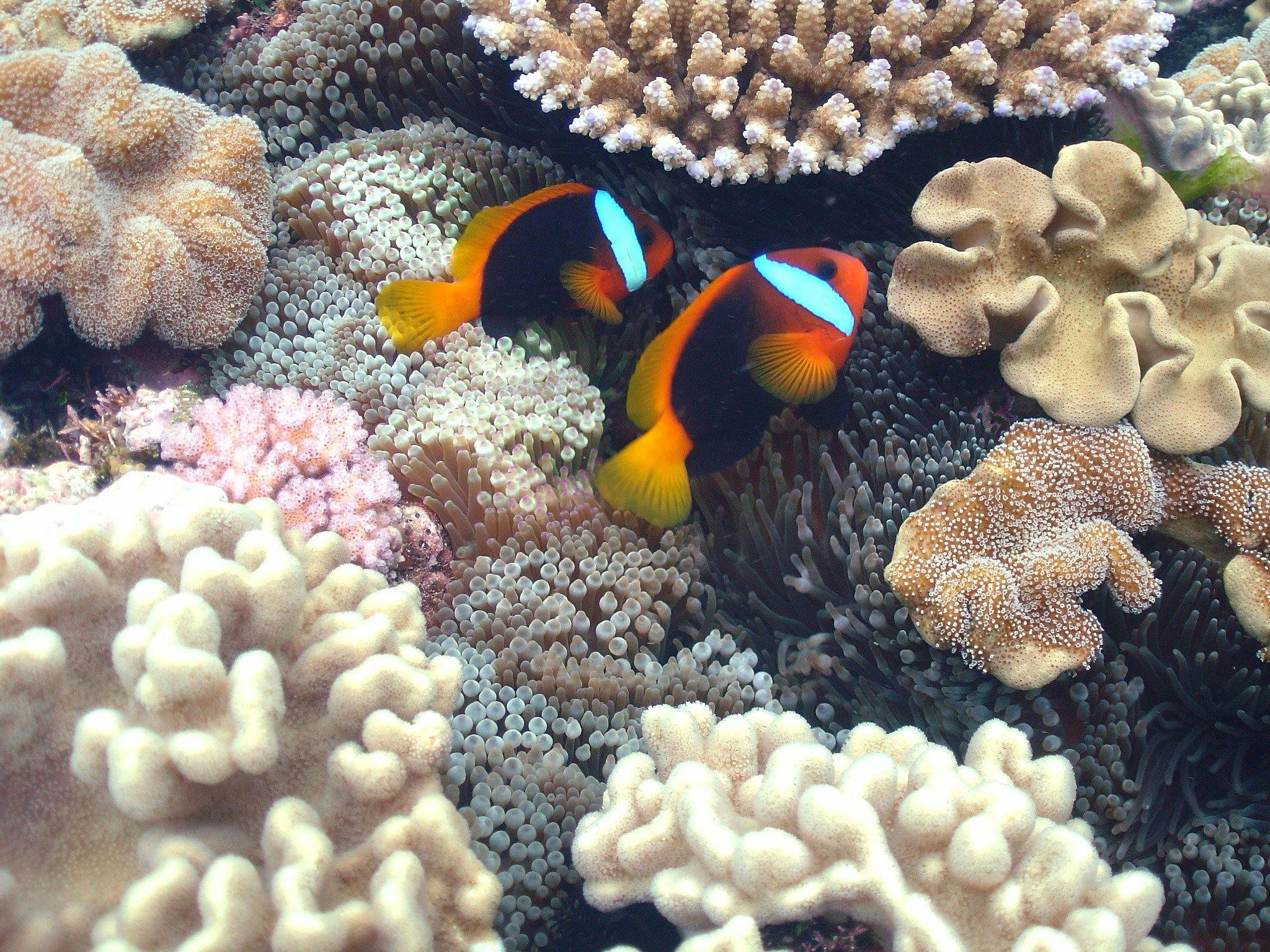 Nemo fish out at Lady Musgrave Island