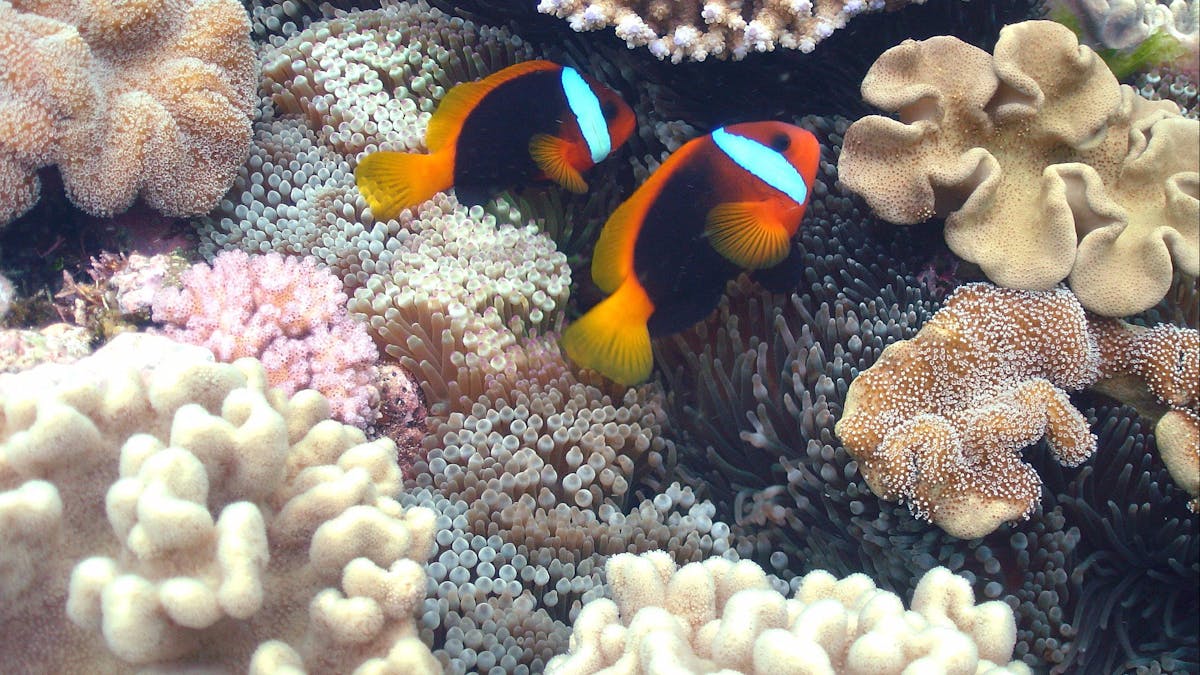 Nemo fish out at Lady Musgrave Island
