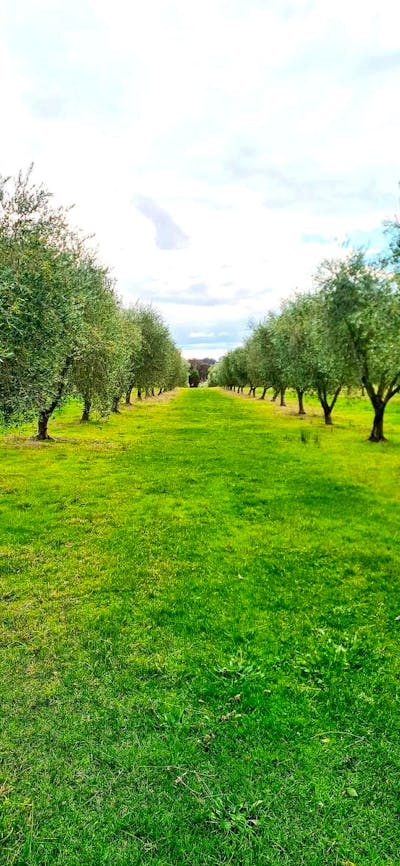 Olive Trees