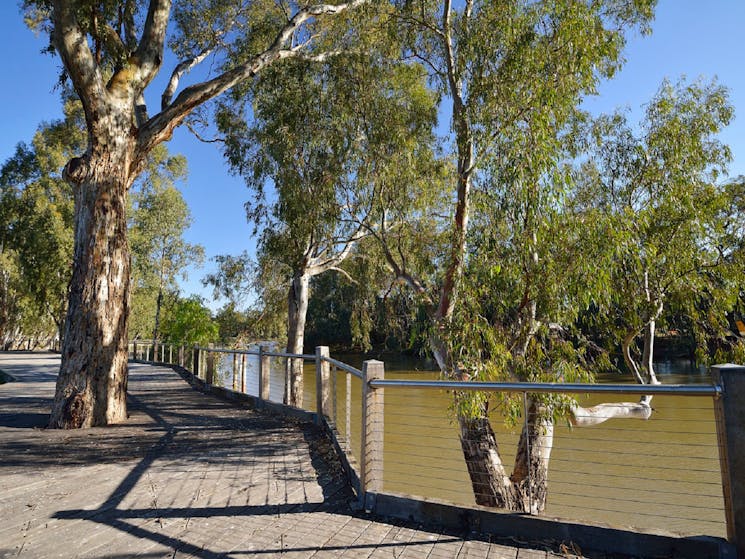 Views of the Murray River from the Boardwalk