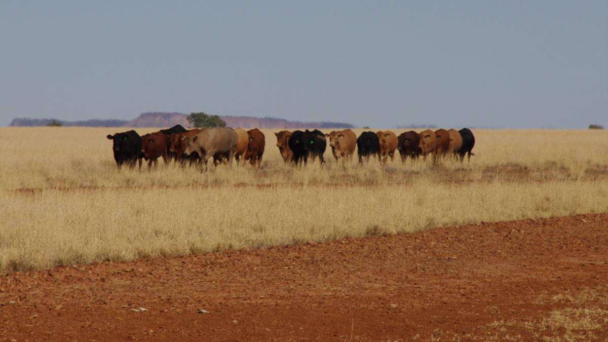 Windorah | Destination-information | Queensland