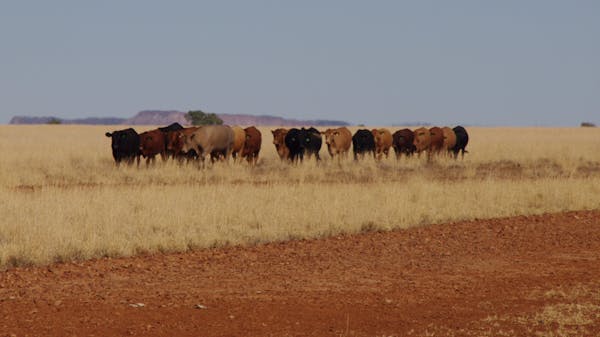 Cattle by the road