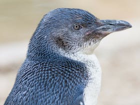 penguin tours granite island