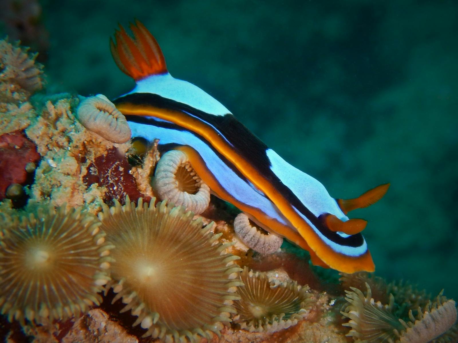 Pilbara Dive and Tours