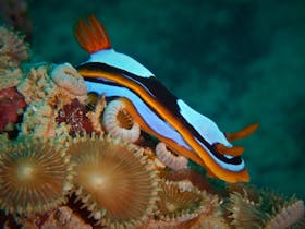 Pilbara Dive and Tours, Western Australia