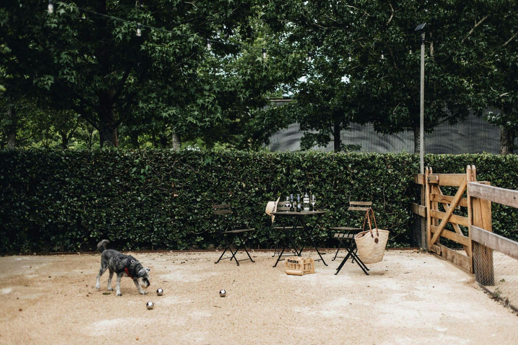 페탕크와 보체 코트를 탐험하는 작은 개