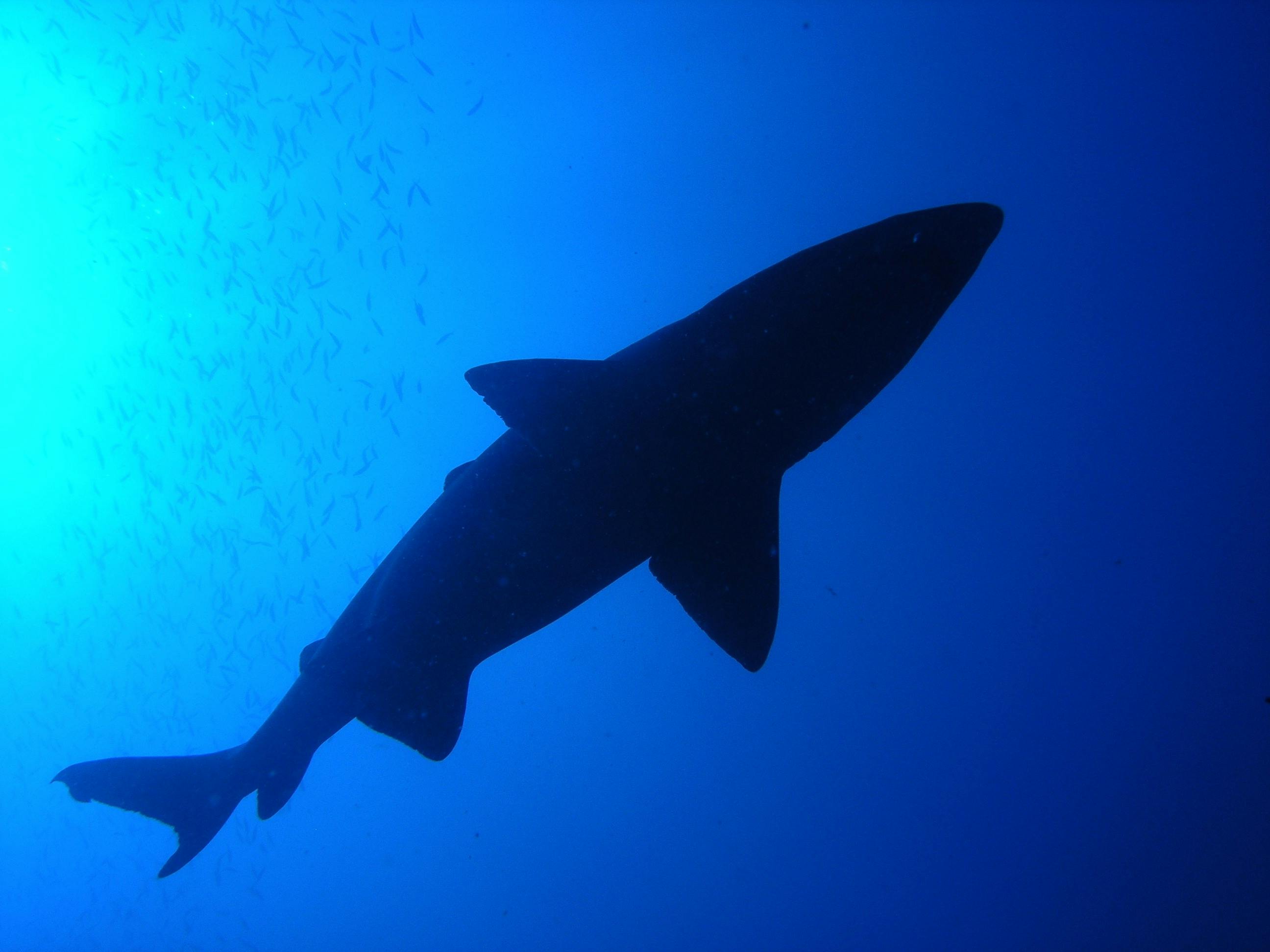 Scuba Diving Charters