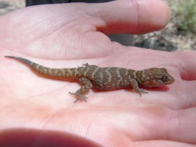 Outback gecko