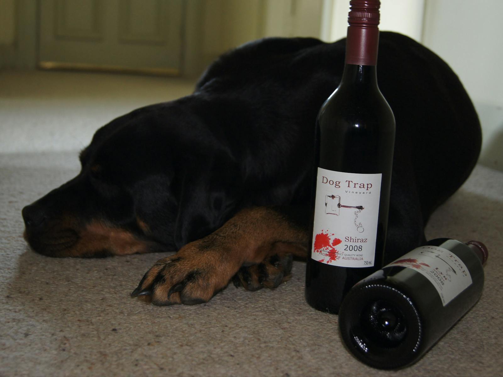 Dog Trap 的酒和他们的狗